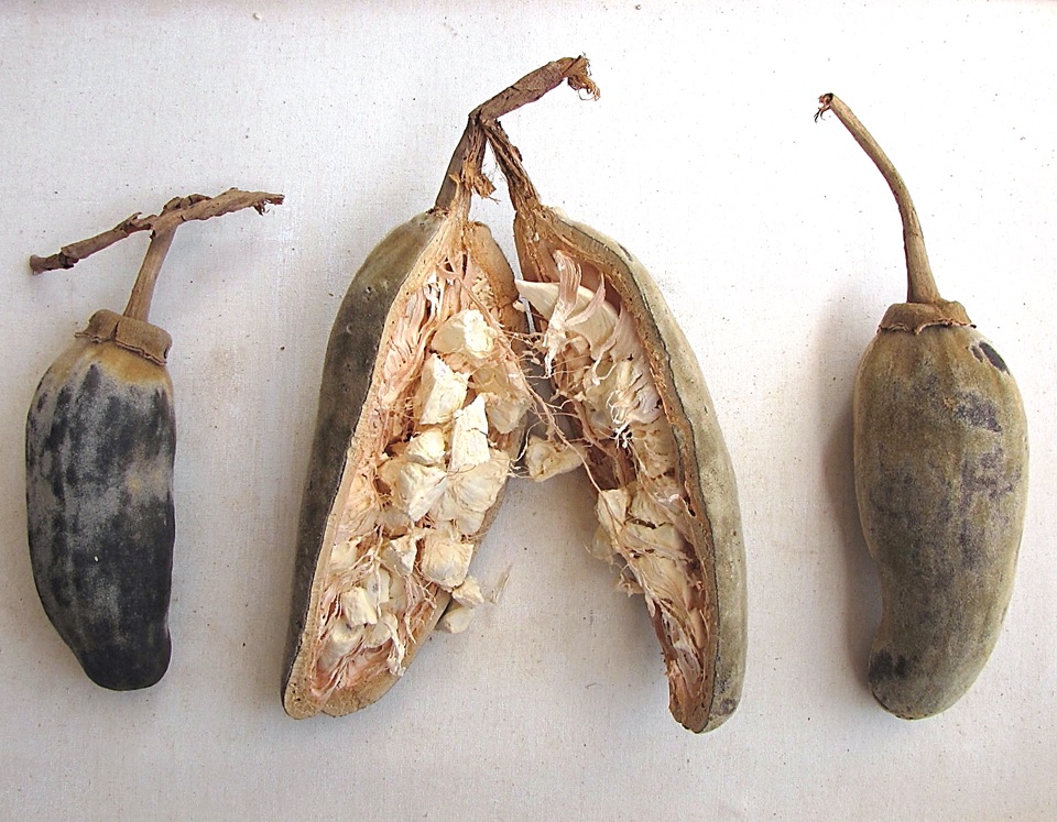  Le baobab, un excellent fruit qui renforce le système immunitaire de l’homme